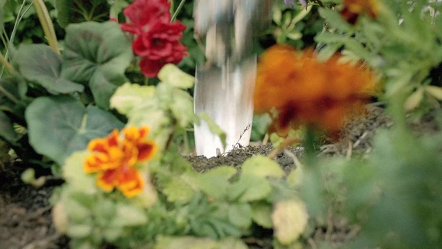 Video Reference: Flower, Nature, Plant, Petal, Botany, Leaf, Grass, Annual plant, Flowering plant, Garden