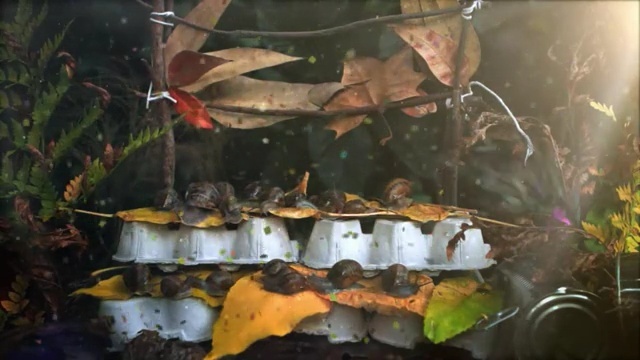 Video Reference: Leaf, Still life