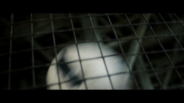 Video Reference: Animal shelter, Black, Fur, Rabbit, Black-and-white, Rabbits and Hares, Cage, Wildlife, Darkness, Service, Person
