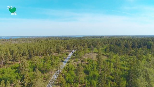 Video Reference: Vegetation, Natural landscape, Natural environment, Nature reserve, Tree, Biome, Tropical and subtropical coniferous forests, Forest, Land lot, Wilderness, Person, Outdoor, Grass, Green, Large, Field, Man, Water, Grassy, White, Standing, Flying, Hill, Blue, Air, Riding, Tall, Track, Sky, Nature, Cloud, Landscape, Plant