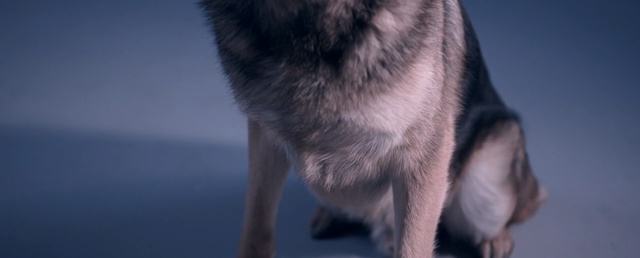 Video Reference: Dog, Canidae, Dog breed, Snout, Norwegian elkhound, Carnivore, German shepherd dog, Fur, Wolfdog, Siberian husky