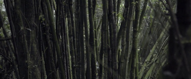 Video Reference: Nature, Tree, Forest, Vegetation, Natural environment, Green, Old-growth forest, Biome, Bamboo, Plant
