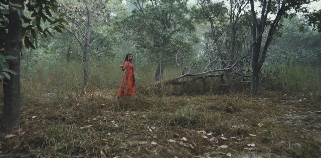 Video Reference: forest, nature reserve, ecosystem, woodland, path, tree, geological phenomenon, jungle, rural area, biome