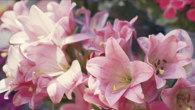 Video Reference: Flower, Flowering plant, Petal, Pink, Plant, Spring, Herbaceous plant, Rhododendron, Blossom, Hippeastrum