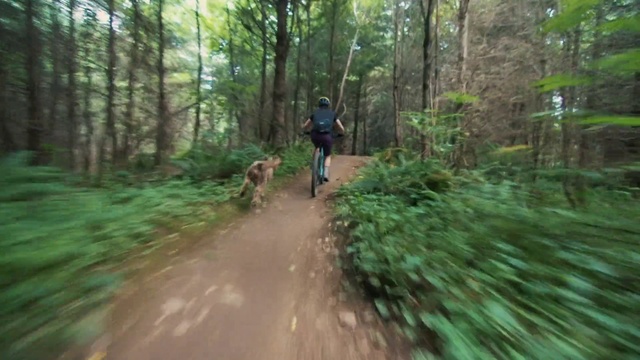 Video Reference: Trail, Nature, Woodland, Nature reserve, Old-growth forest, Forest, Jungle, Natural environment, Mountain biking, Bicycle