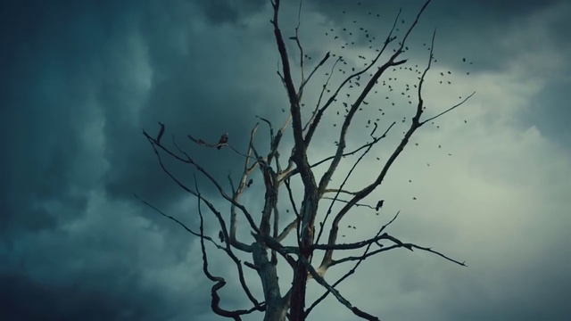 Video Reference: Sky, Branch, Tree, Blue, Nature, Twig, Cloud, Atmosphere, Atmospheric phenomenon, Woody plant