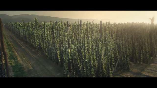 Video Reference: Tree, Plant, Grass, Field, Crop, Photography, Shrub