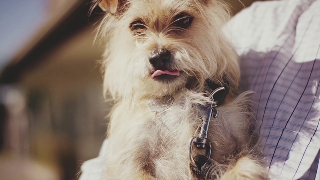 Video Reference: Dog breed, Dog, Mammal, Canidae, Companion dog, Snout, Puppy, Carnivore, Schnoodle, Morkie