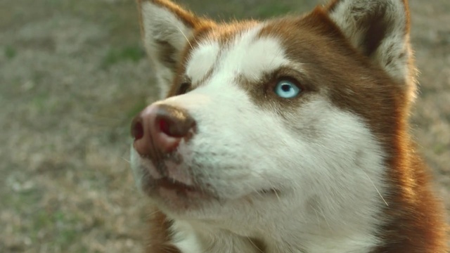 Video Reference: dog breed, dog like mammal, dog, sakhalin husky, siberian husky, dog breed group, snout, native american indian dog, greenland dog, alaskan malamute