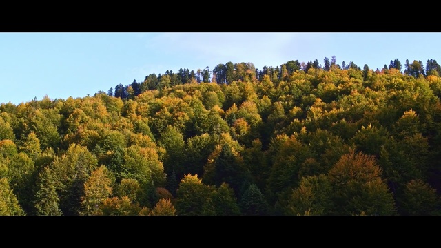 Video Reference: Nature, Tree, Leaf, Temperate broadleaf and mixed forest, Vegetation, Tropical and subtropical coniferous forests, Wilderness, Natural landscape, Biome, Natural environment