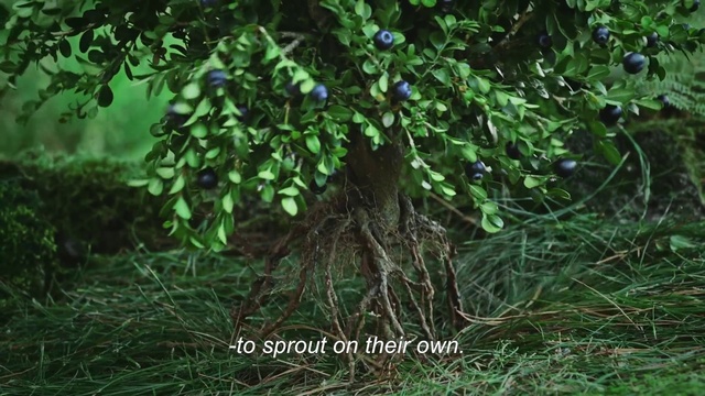 Video Reference: Vegetation, Nature, Leaf, Green, Tree, Plant, Natural environment, Nature reserve, Jungle, Forest