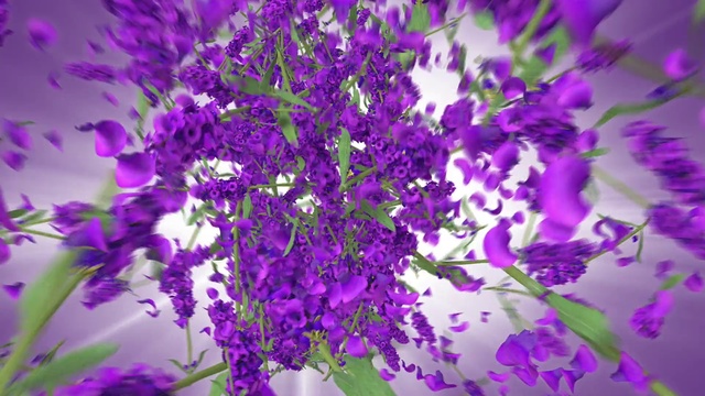 Video Reference: Lavender, Purple, Violet, Flower, Plant, Lilac, Flowering plant, Annual plant, Violet family, Magenta