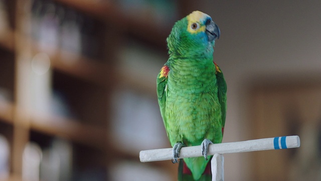 Video Reference: Bird, Vertebrate, Budgie, Parakeet, Parrot, Beak, lorikeet, Feather, Lovebird, Adaptation
