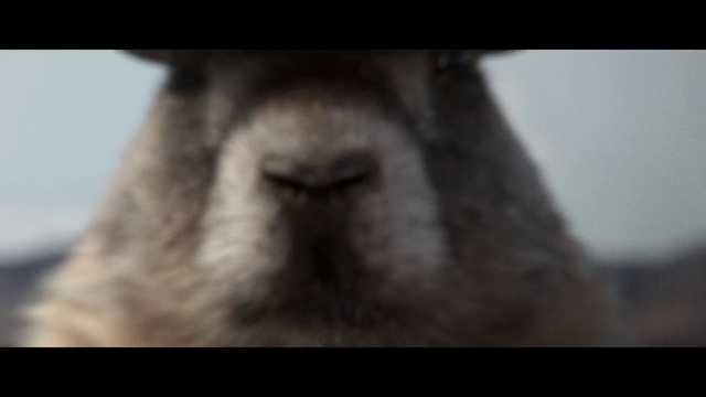 Video Reference: Mammal, Domestic rabbit, Nose, Snout, Rabbit, Rabbits and Hares, Eye, Fur, Whiskers, Ear