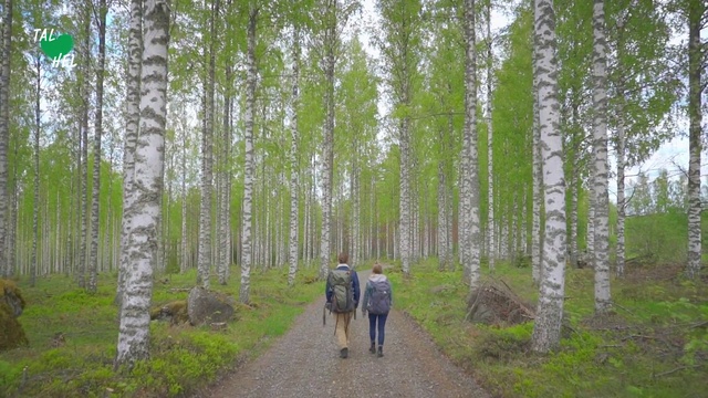 Video Reference: Tree, Birch, Natural environment, Woody plant, Forest, Plant, Canoe birch, Nature reserve, Grove, Biome
