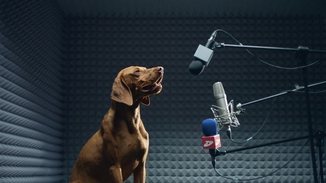 Video Reference: dog, dog like mammal, snout, weimaraner