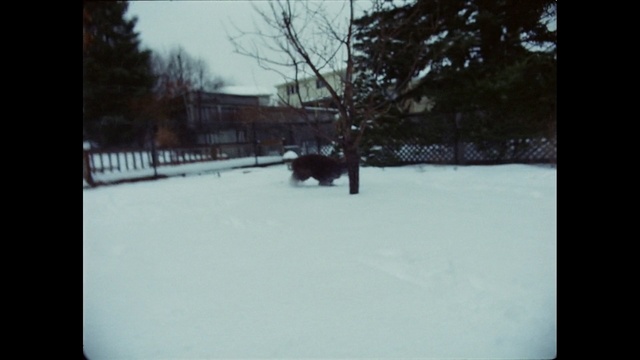 Video Reference: snow, winter, white, black, photograph, freezing, day, mode of transport, photography, winter storm, Person