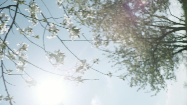 Video Reference: branch, blossom, nature, tree, sky, flora, flower, twig, leaf, cherry blossom