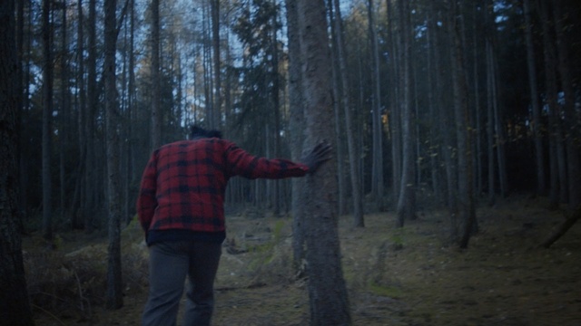 Video Reference: Woodland, Forest, Tree, Natural environment, Nature, Old-growth forest, Biome, Temperate coniferous forest, Northern hardwood forest, Wilderness