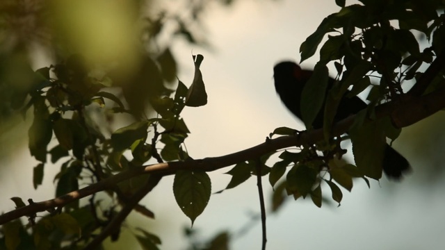 Video Reference: branch, leaf, flora, tree, twig, sunlight, spring, plant, blossom, plant stem