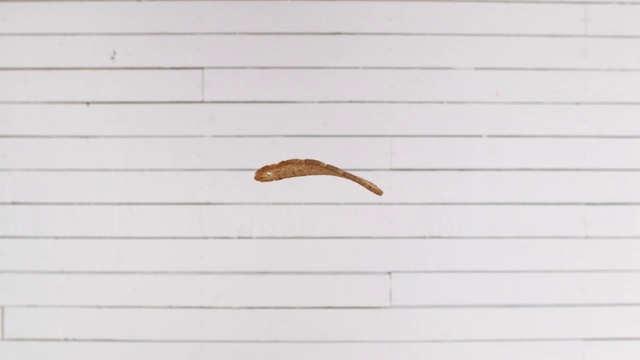 Video Reference: Slug