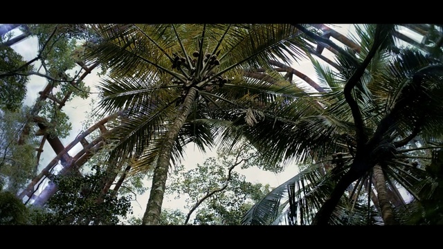Video Reference: tree, vegetation, arecales, palm tree, plant, borassus flabellifer, woody plant, ecosystem, flora, sky