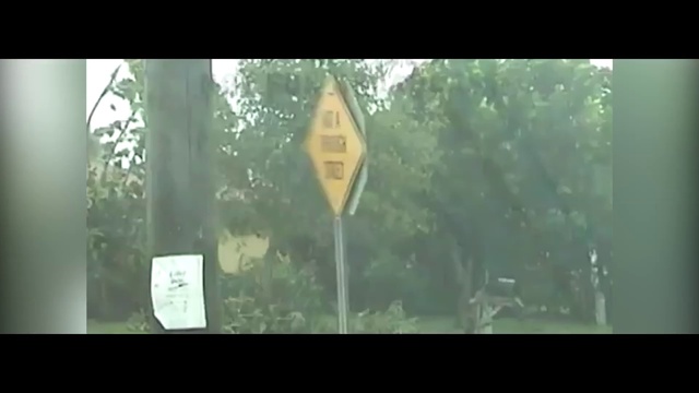 Video Reference: Green, Nature, Leaf, Tree, Natural environment, Biome, Yellow, Sunlight, Water, Plant