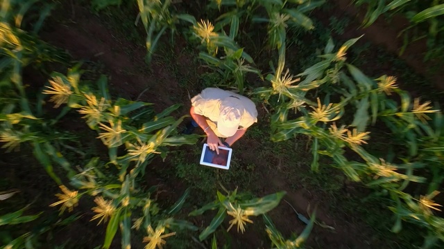 Video Reference: Plant, Leaf, Organism, Terrestrial plant, Tree, Flower, Conifer, Cypress family, Person