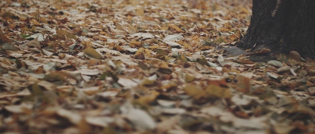 Video Reference: leaf, deciduous, autumn, soil, grass