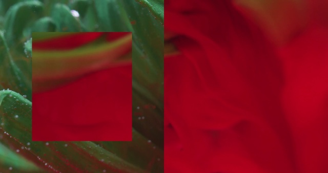 Video Reference: Red, Green, Leaf, Close-up, Pink, Macro photography, Textile, Petal, Plant, Flower