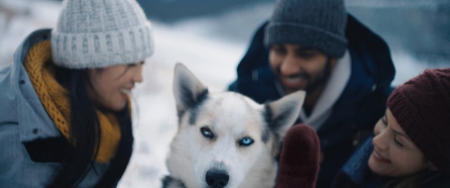 Video Reference: Mammal, Vertebrate, Dog, Canidae, Dog breed, Carnivore, Sakhalin husky, Siberian husky, Korean jindo dog, Seppala siberian sleddog, Person
