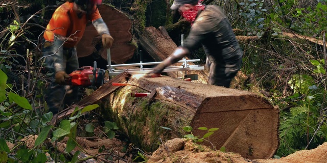Video Reference: Chainsaw, Logging, Lumberjack, Tree, Tree stump, Woodland, Soil, Forest, Wood, Woodsman