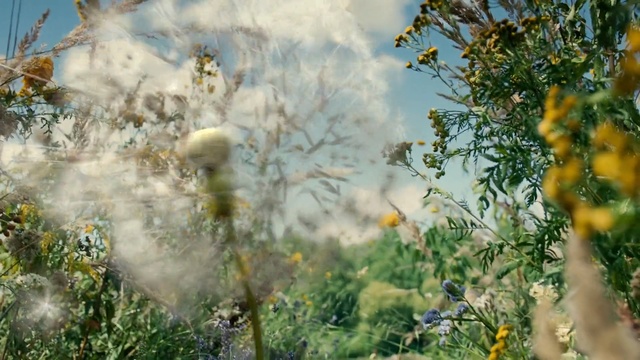 Video Reference: Nature, Vegetation, Plant, Flower, Wildflower, Grass, Tree, Spring, Sky, Meadow, Person