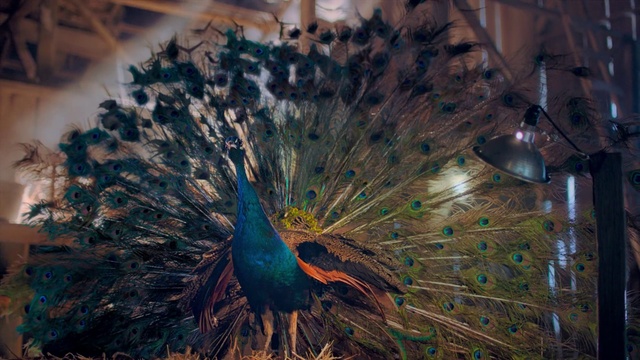 Video Reference: Peafowl, Bird, Feather, Galliformes, Organism, Electric blue, Wildlife, Phasianidae, Tail, Beak