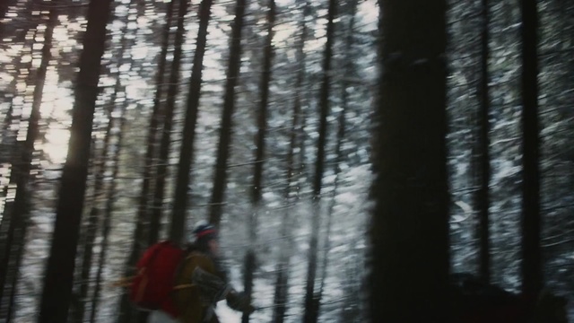 Video Reference: Tree, Forest, Nature, Natural environment, Woodland, Old-growth forest, Northern hardwood forest, Woody plant, Atmospheric phenomenon, Wilderness