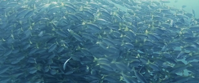 Video Reference: Marine biology, Underwater, Shoal, Water, Aqua, Fish, Reef, Fish, Organism, Coral reef