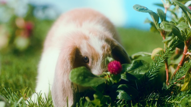 Video Reference: fauna, grass, snout, organism, plant, wildlife