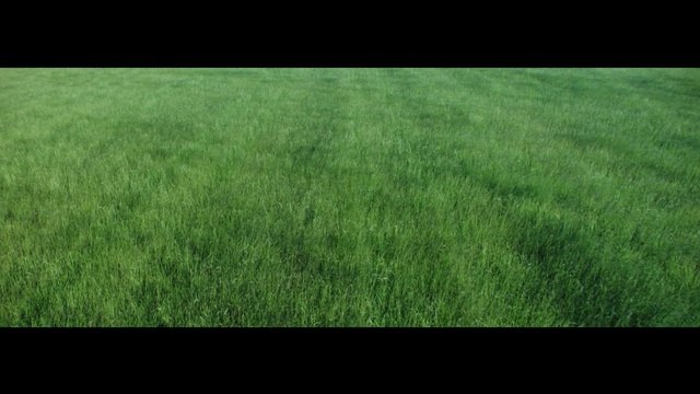 Video Reference: green, grassland, grass, ecosystem, lawn, vegetation, meadow, grass family, field, atmosphere