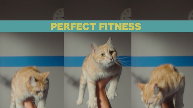 Video Reference: Cat, Mammal, Felidae, Small to medium-sized cats, European shorthair, Carnivore, Whiskers, Fur, Aegean cat, Photo caption