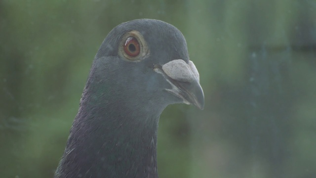 Video Reference: Bird, Vertebrate, Beak, Stock dove, Pigeons and doves, Rock dove, Eye, Close-up, Adaptation, Wildlife