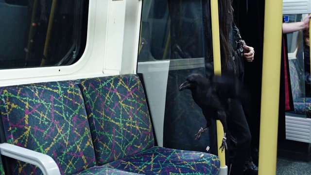 Video Reference: Car, Vehicle, Vehicle door, Minivan, Bird, Minibus