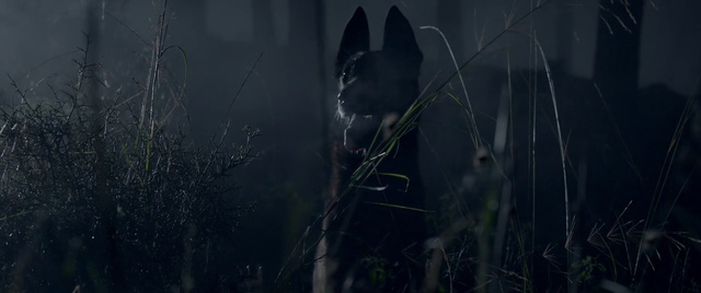 Video Reference: Black, Darkness, Nature, Light, Atmospheric phenomenon, Atmosphere, Black cat, Whiskers, Snout, Sky