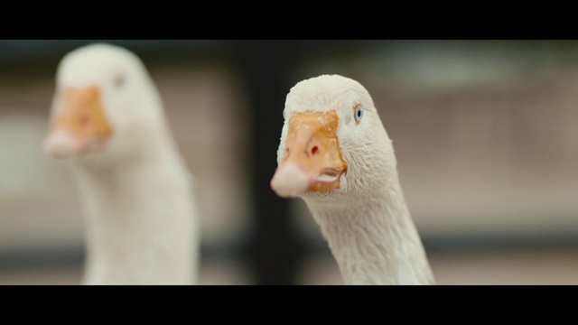 Video Reference: Beak, Goose, Bird, Water bird, Ducks, geese and swans, Livestock, Duck, Adaptation