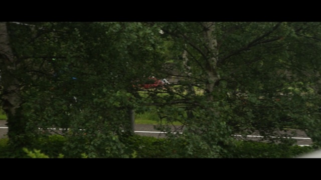 Video Reference: nature, tree, ecosystem, green, vegetation, forest, woodland, wilderness, plant, woody plant