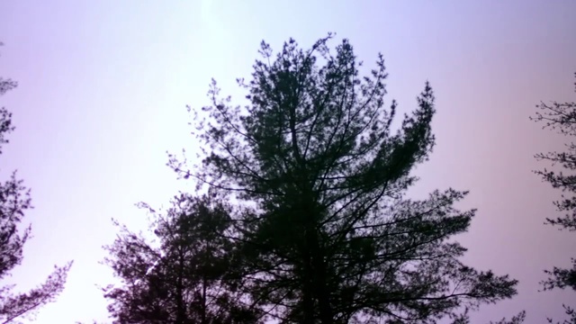 Video Reference: Tree, White pine, shortleaf black spruce, Woody plant, Sky, Plant, Vegetation, oregon pine, Purple, Branch, Person