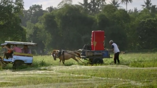 Video Reference: Vehicle, Rural area, Farm, Grassland, Pasture, Mode of transport, Field, Pack animal, Transport, Cart