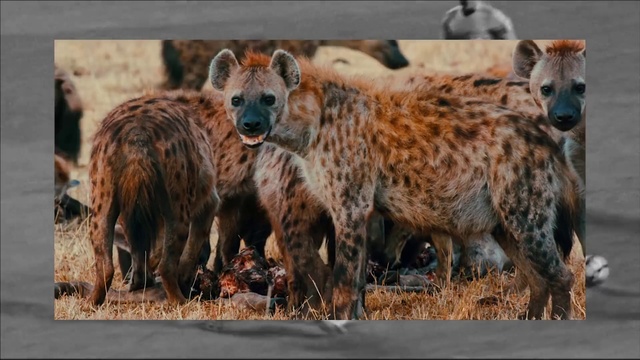 Video Reference: Hyena, Vertebrate, Mammal, Terrestrial animal, Wildlife, Spotted hyena, Carnivore, Lycaon pictus, Adaptation, Safari