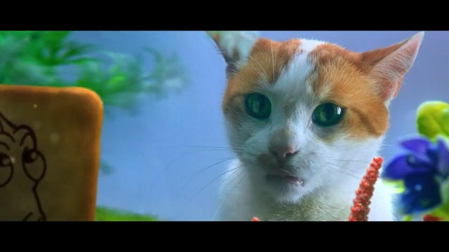 Video Reference: cat, whiskers, small to medium sized cats, fauna, cat like mammal, snout, domestic short haired cat, photo caption, kitten, aegean cat