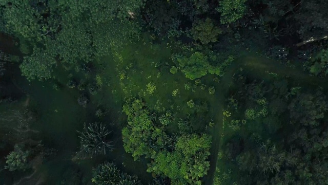 Video Reference: vegetation, green, ecosystem, forest, nature reserve, jungle, rainforest, old growth forest, tree, biome