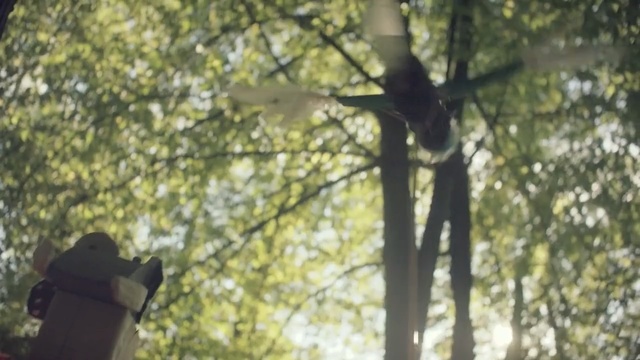 Video Reference: Tree, Nature, Branch, Leaf, Natural environment, Biome, Sunlight, Light, Forest, Trunk, Person